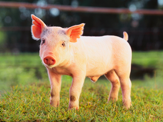 Día Mundial del Cerdo