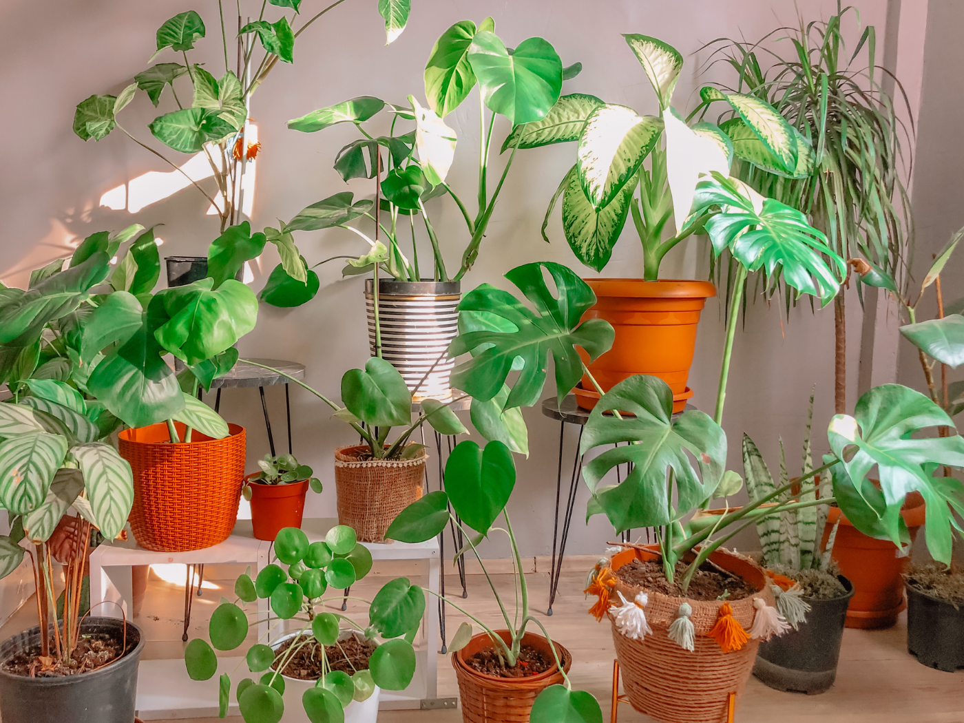 Dia Internacional do Fascínio das Plantas
