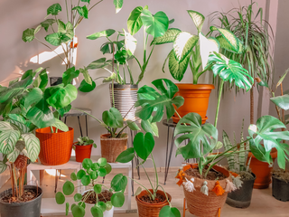 Dia Internacional do Fascínio das Plantas