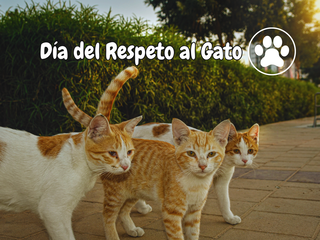 Día del Respeto al Gato
