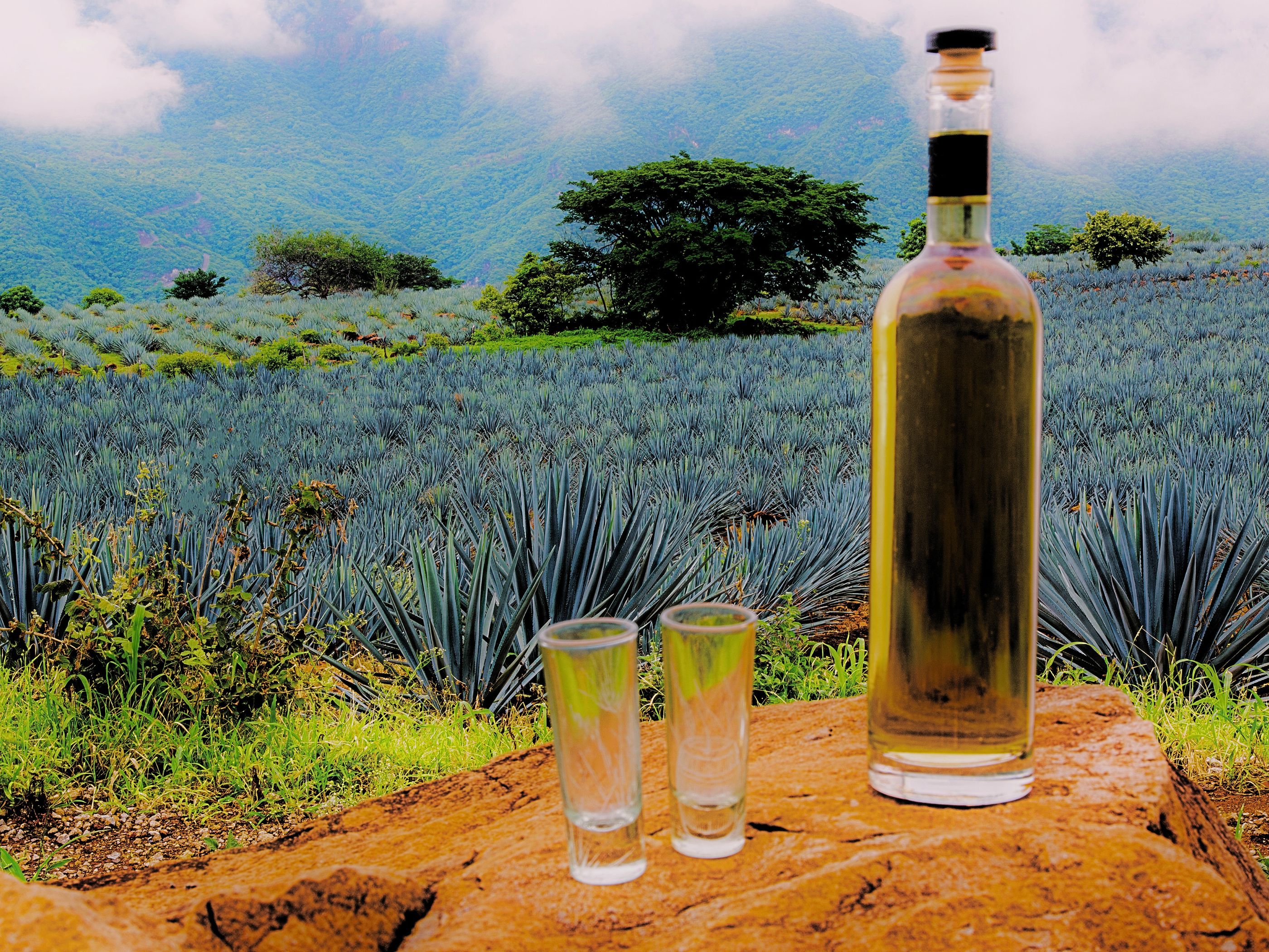 Día Internacional del Tequila