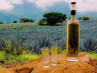Día Internacional del Tequila