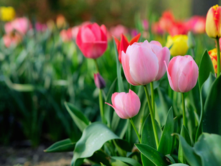 Início da Primavera