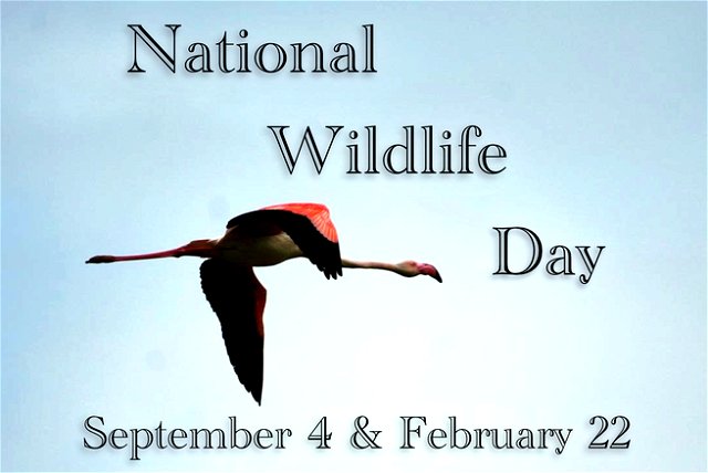 Flamingo: National Wildlife Day