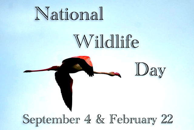 Flamingo: National Wildlife Day
