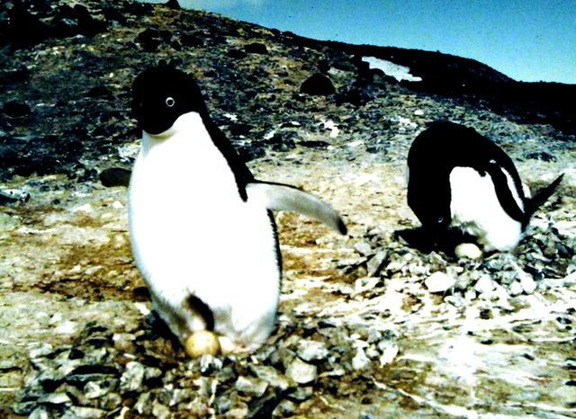 A slightly aged image of two small black and white penguins walking towards the camera