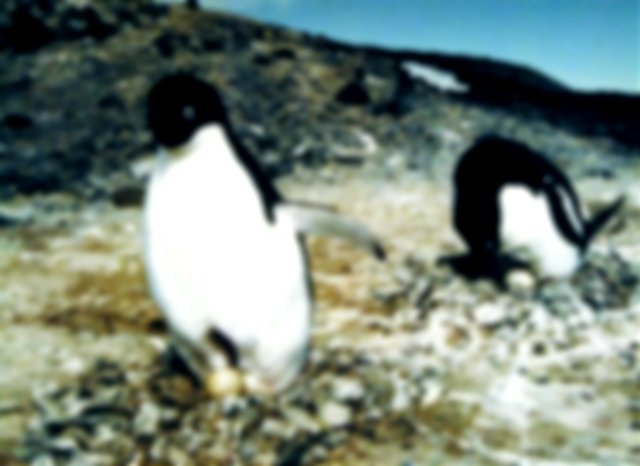 A slightly aged image of two small black and white penguins walking towards the camera