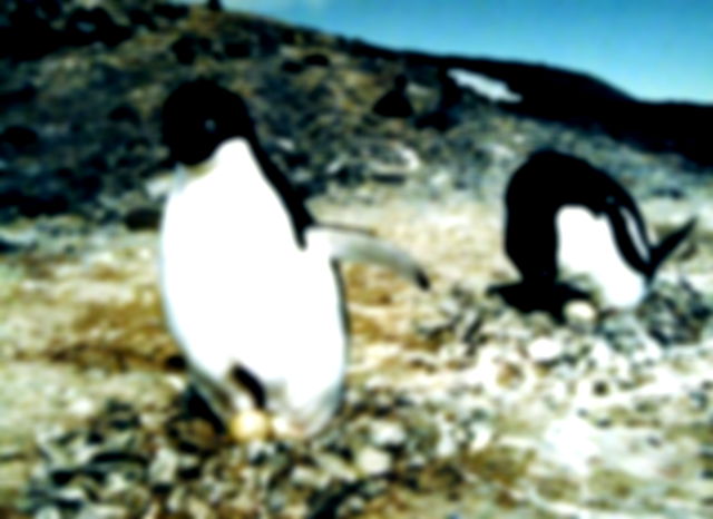 A slightly aged image of two small black and white penguins walking towards the camera