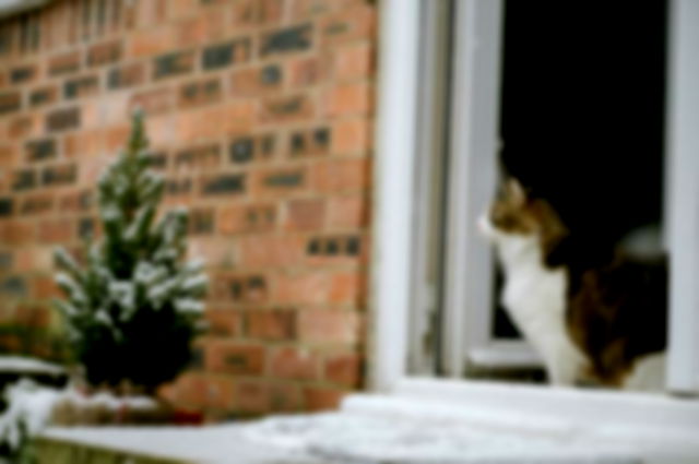 A cat looking at snow outside