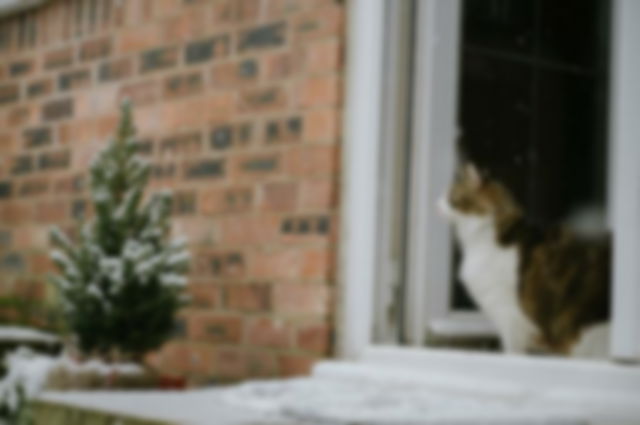 A cat looking at snow outside