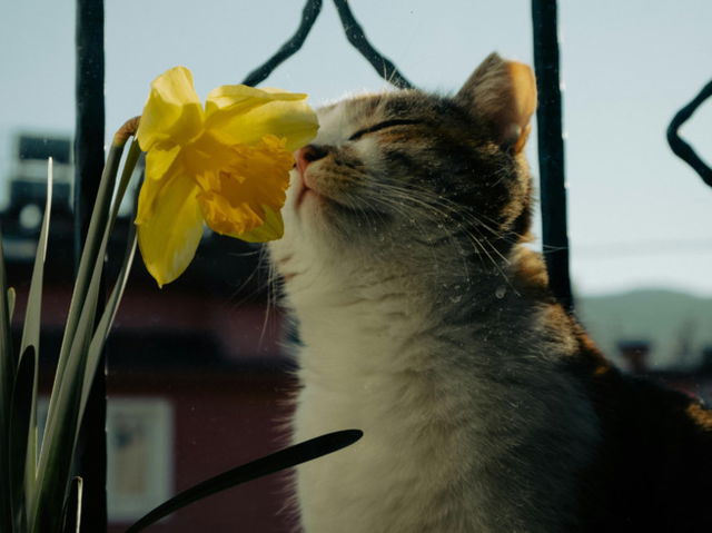 A cat smelling flower