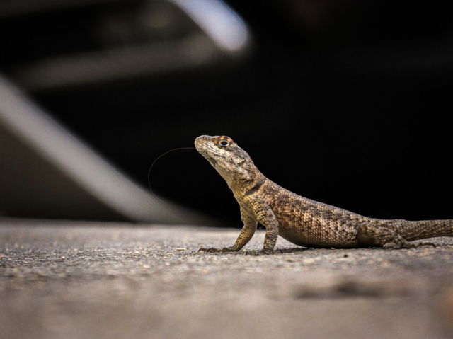 A lizard