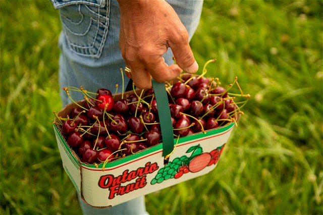 A man carrying a box of cherries