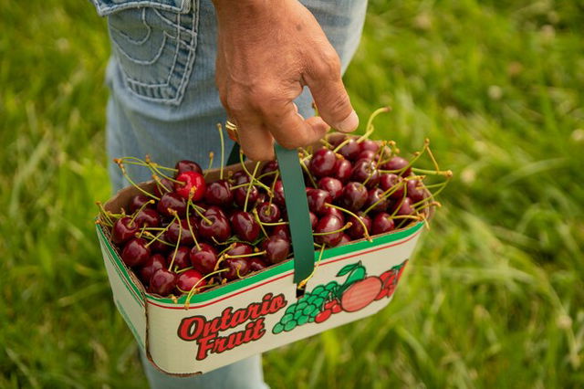 A man carrying a box of cherries