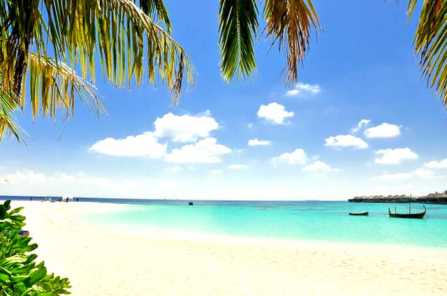 beach and palm trees
