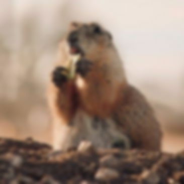 An image of a beaver