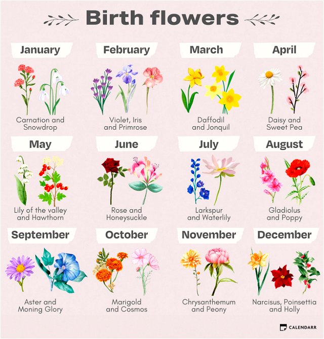 A Chart Showing All The Birthflowers of Each Month