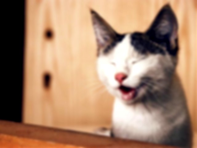 an image of a cat laughing