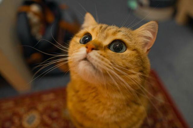 Close-Up Shot of an Orange Domestic Cat