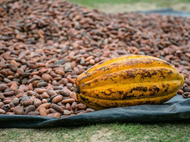 cocoa beans