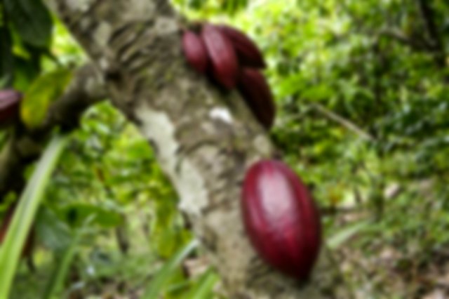 Cacao tree beans - chocolate