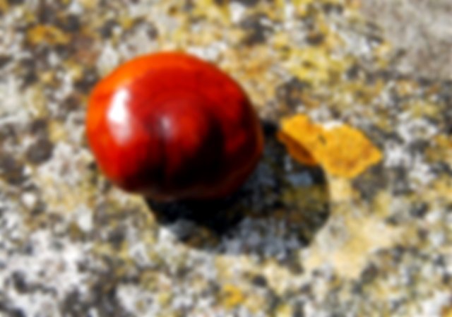 A conker laying on a rock