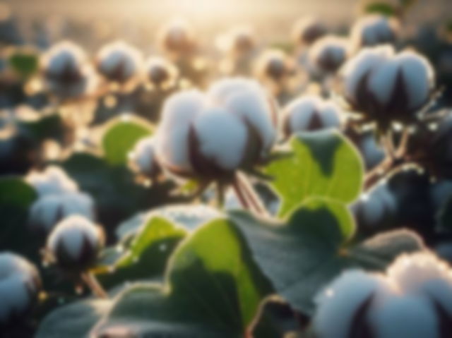 cotton plants