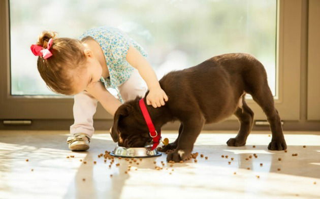 Menina pequena ajudando cão a comer