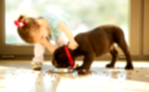 Menina pequena ajudando cão a comer