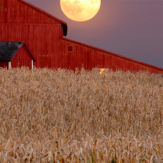 The Harvest Moon in the background looking over the ready to harvest crops!