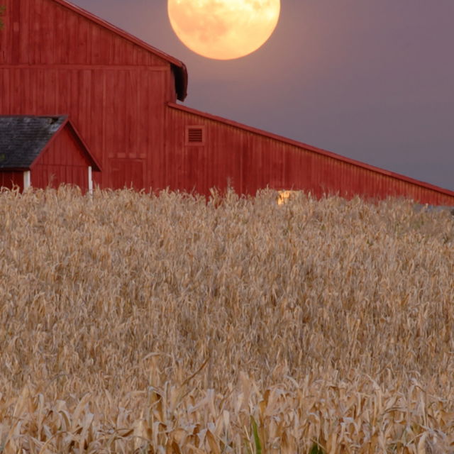 The Harvest Moon in the background looking over the ready to harvest crops!