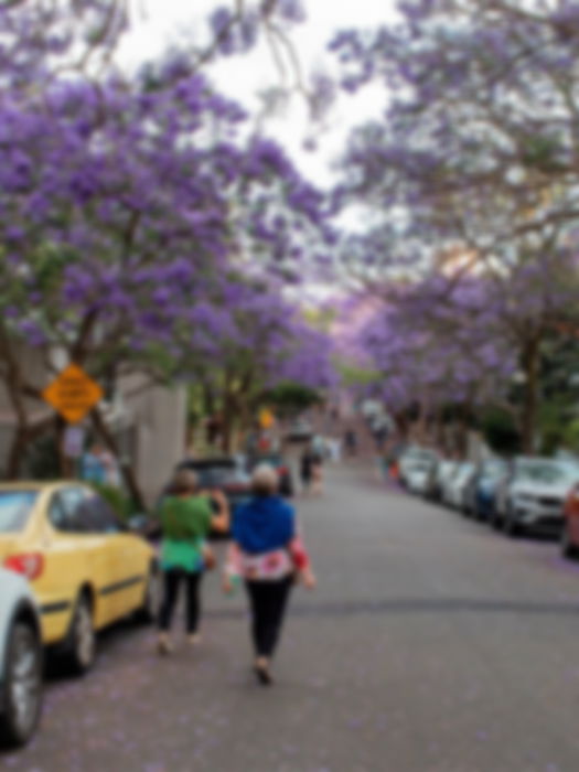 Crowd of people checking jacaranda tree at Kirribi