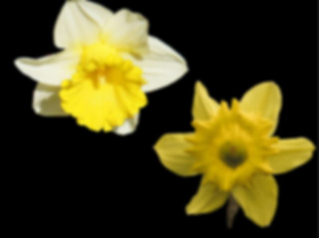 Daffodils and jonquils