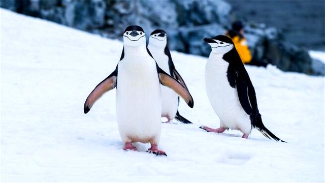 Happy World Penguin Day, April 25th. These guys was definitely one