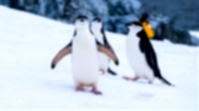 three penguins with markings on their chins facing the camera