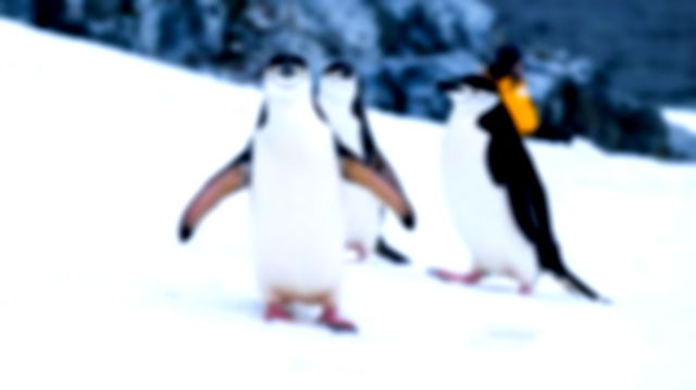 three penguins with markings on their chins facing the camera