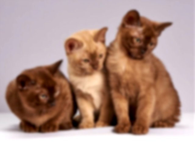 Imagen de tres gatos