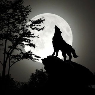 Wolf Moon 2023: What You Need To Know About It