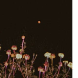 Flower Moon: When Is The Next One, Alternative Names And Facts