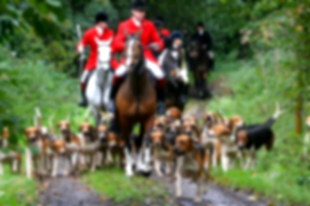 A fox hunter on a horse, surrounded by hunting dogs, riding towards the camera