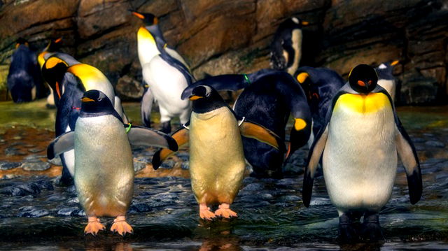 Large emperor penguins waddling towards the camera, white and yellow chested