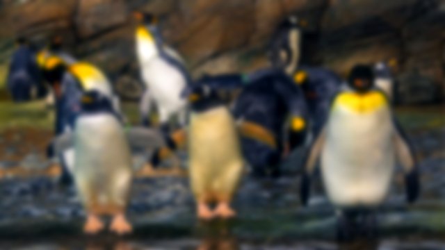 Large emperor penguins waddling towards the camera, white and yellow chested
