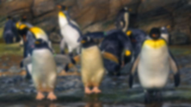 Large emperor penguins waddling towards the camera, white and yellow chested