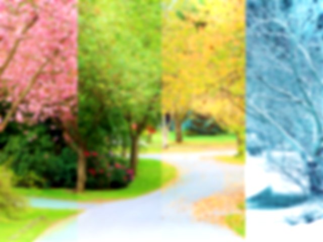 Uma colagem composta de quatro imagens da mesma rua forrada com cerejeiras, fotografada em todas as quatro estações do mesmo local. Os galhos nas árvores alinham perfeitamente.