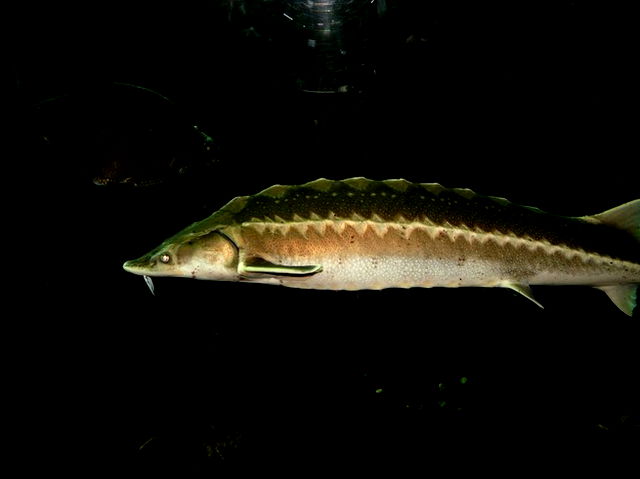 An image of an European Sturgeon