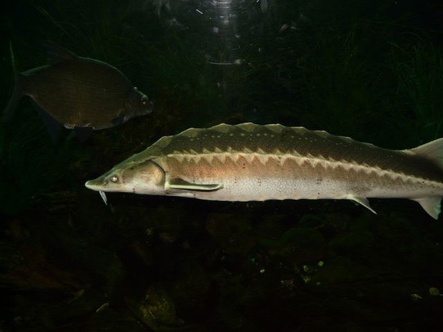 An image of an European Sturgeon