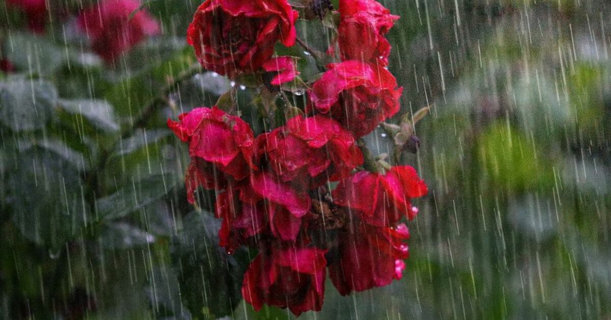 What Is The Monsoon? Characteristics And Effects Of The Wet Season