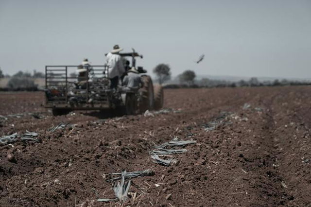 Farmers on Tractor Plowing on Field