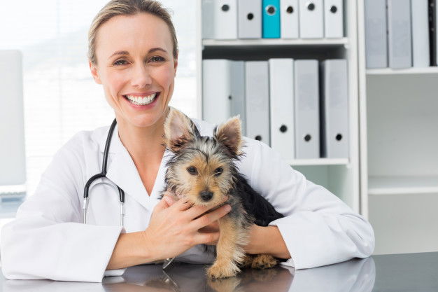 Veterinário trabalhando feliz