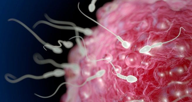 fertilidade